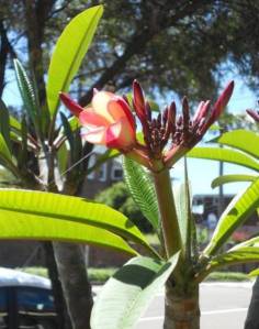 frangipani