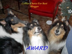 collies choice award