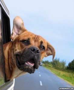 dog_with_head_out_of_car_window_78
