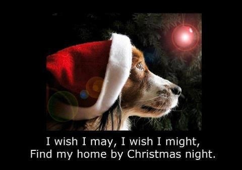 christmas wish