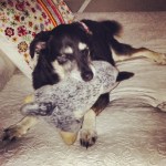 bella & jacko - firm friends