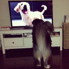 secret life of dogs 1