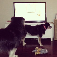 secret life of dogs 2