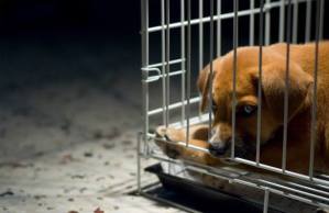 rspca south australia