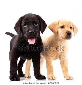 shutterstock-photo-two-cute-labrador-puppies-one-with-mouth-open-and-one-looking-away-82002979