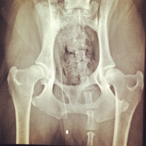 not overly clear as I took a photo of the screen at our vet