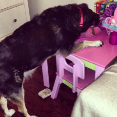 i am fairly certain that is not your dinner 1