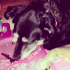 i am fairly certain that is not your dinner 2