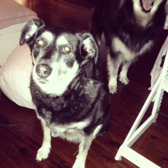 i am fairly certain that is not your dinner 3