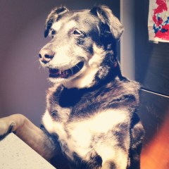 counter surfing bella