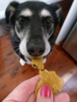 puppy cookies 4
