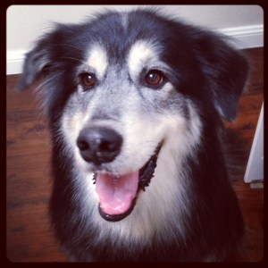 wordless wednesday handsome 1