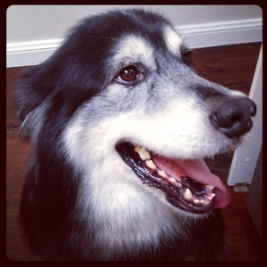 wordless wednesday handsome 2