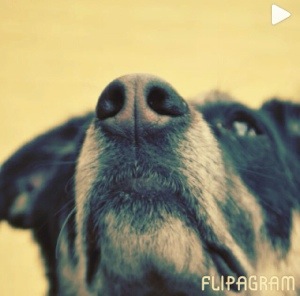 #pet {flipagram weekend project}