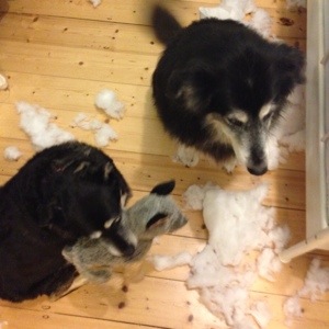 what happened to mumma's cushion