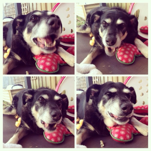 {day 29: trying out a new treat. puppy-licious!}