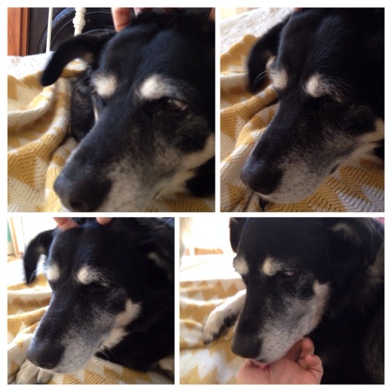 when dogs sigh ... again