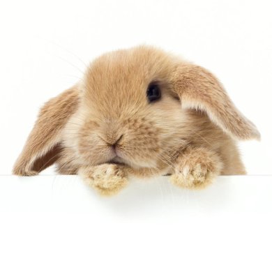 isn't it a shame they aren't all left to look this precious?