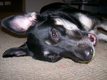 young pup &  her ball