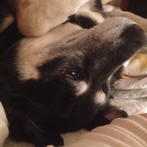 puppy cuddles puppy cuddles