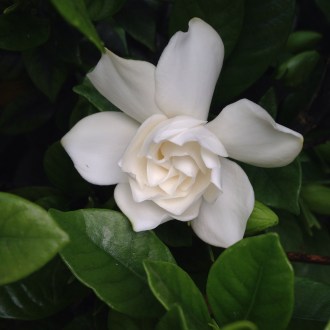 gardenia