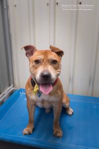 woof - archie andrews