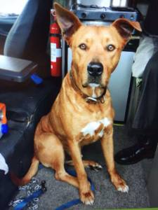 Please help find Billy