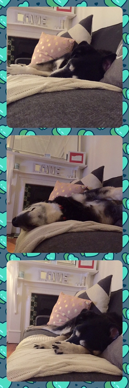 Wordless Wednesday {let sleeping dogs lie}