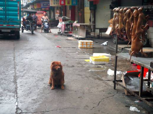 {source: AP/Humane Society International}