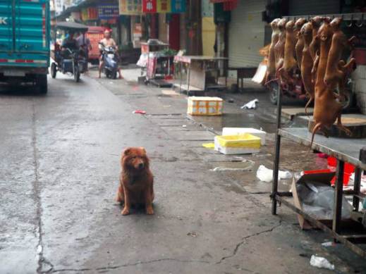 {source: AP/Humane Society International}