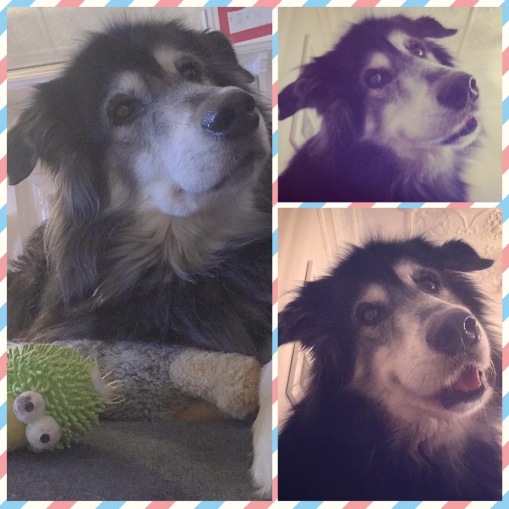 Wordless Wednesday {for the love of the head tilt}