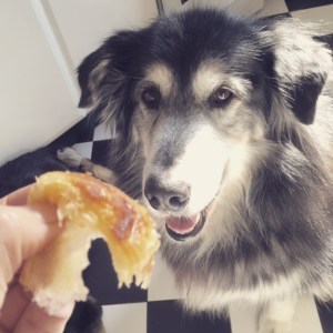 Wordless Wednesday {I speak dog}