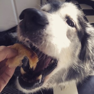 Wordless Wednesday {I speak dog} -