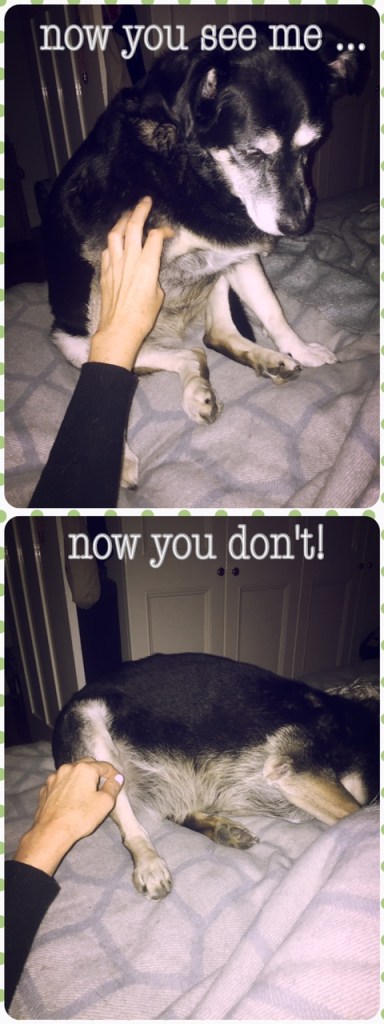 Wordless Wednesday {now you see me}