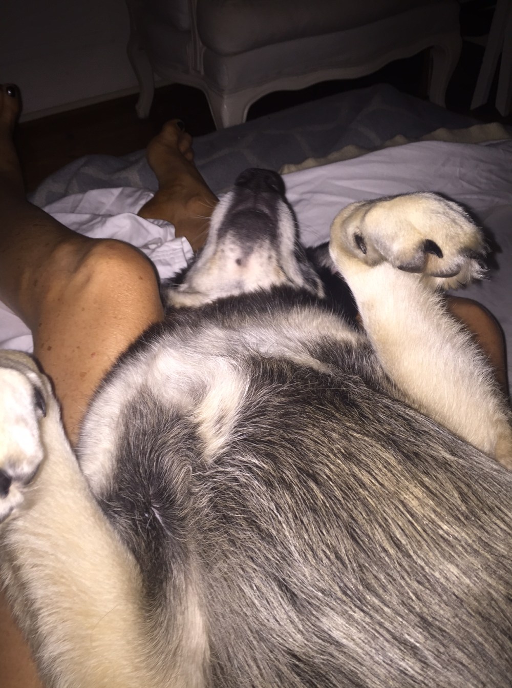 Wordless Wednesday {the snooze button}