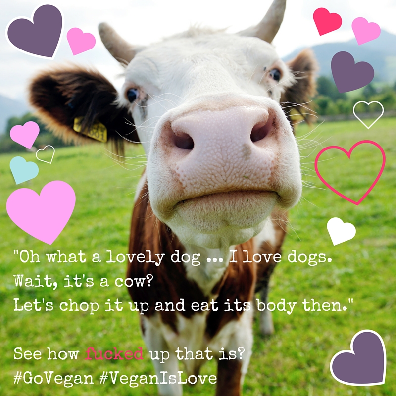 oh what a lovely dog