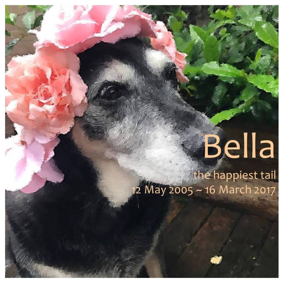 bella soft